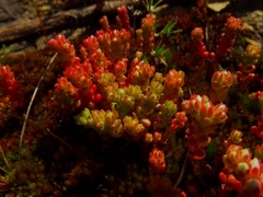 Sedum arenarium