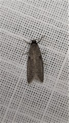 Lepidoscia euryptera