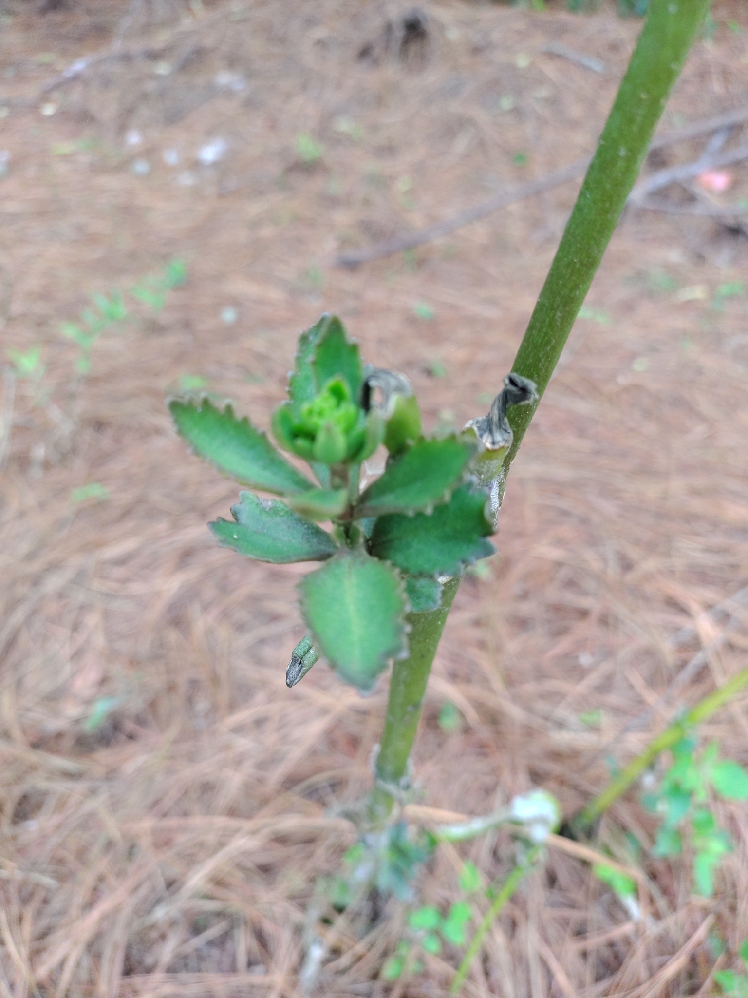 Imagem de Flor da fortuna
