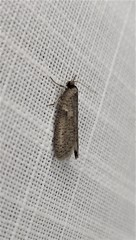 Lepidoscia euryptera