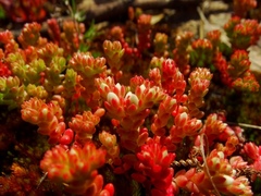 Sedum arenarium