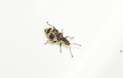 Oedecnemidius varius