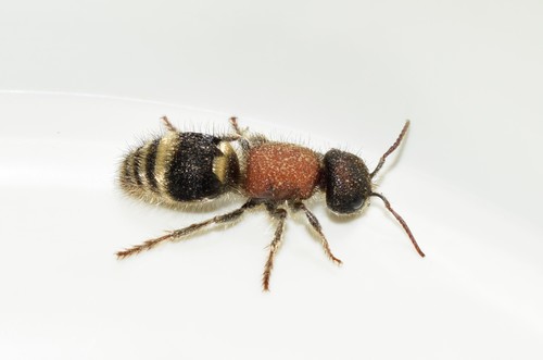 Tropidotilla litoralis