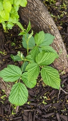 Rubus