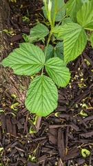 Rubus