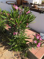 Nerium oleander