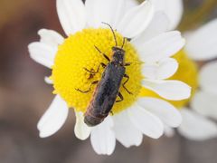 Cantharis pulicaria