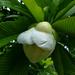 Elephant Apple - Photo (c) scott.zona, some rights reserved (CC BY-NC)