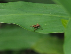 Sphenocorynes kosempoensis