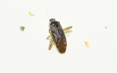 Closterotomus annulus