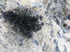 Usnea trachycarpa