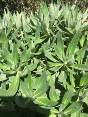 Echium acanthocarpum