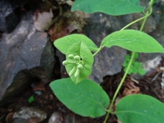 Lonicera hirsuta