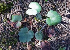 Heuchera parvifolia