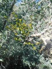 Phoradendron brachystachyum