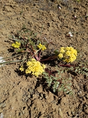 Lomatium vaginatum