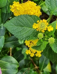 Lantana depressa
