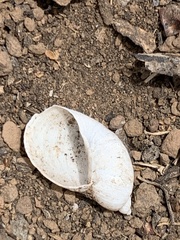 Succinea clarionensis