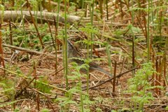 Spizella passerina passerina