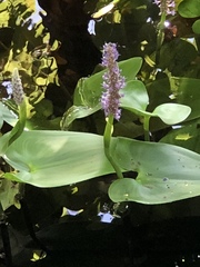 Pontederia