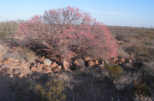 (Pachycormus discolor var. veatchiana)