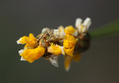 Xyris elliottii