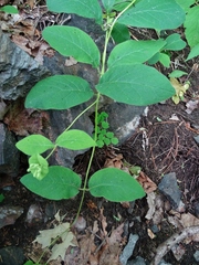 Lonicera hirsuta