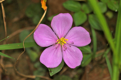 Heterotis rotundifolia