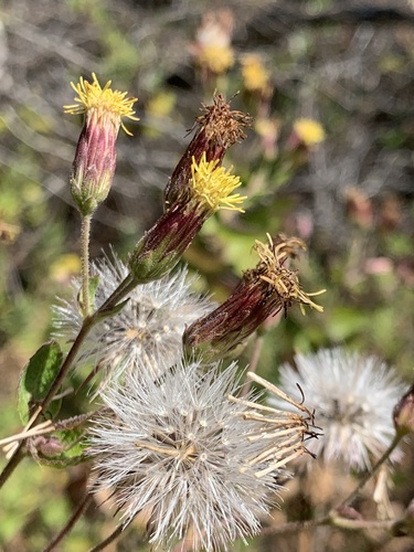 Brickellia peninsularis Brandegee
