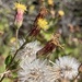 Brickellia peninsularis - Photo (c) william_hoyer，保留部份權利CC BY-NC