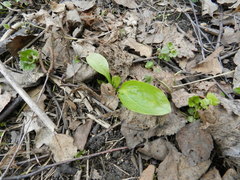 Plantago major