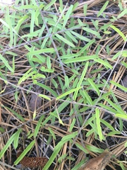 Stylisma patens angustifolia