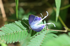 Hypolycaena