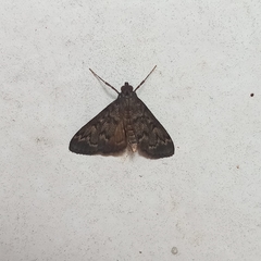 Steniodes declivalis