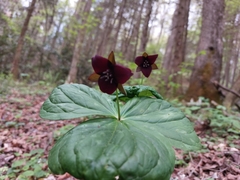 Trillium sulcatum