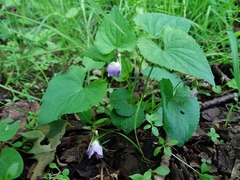 Viola affinis
