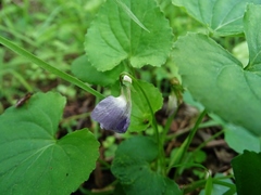Viola affinis
