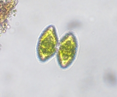 Staurastrum punctulatum