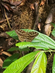 Lexias canescens