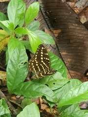 Lexias canescens