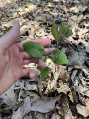 Lonicera flava