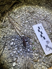 Heteraneflus castaneus