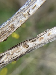 Antistrophus