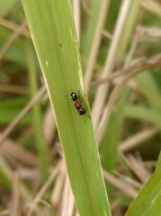 Anomophotopsis cometa