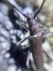 Heteraneflus castaneus