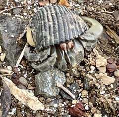 Nerita scabricosta