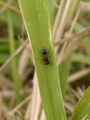 Anomophotopsis cometa