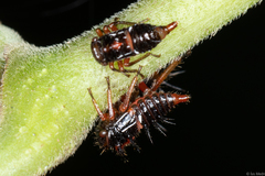 Membracidae