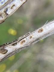 Antistrophus