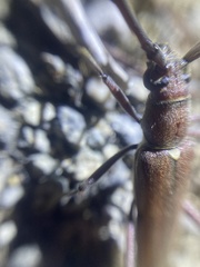 Heteraneflus castaneus